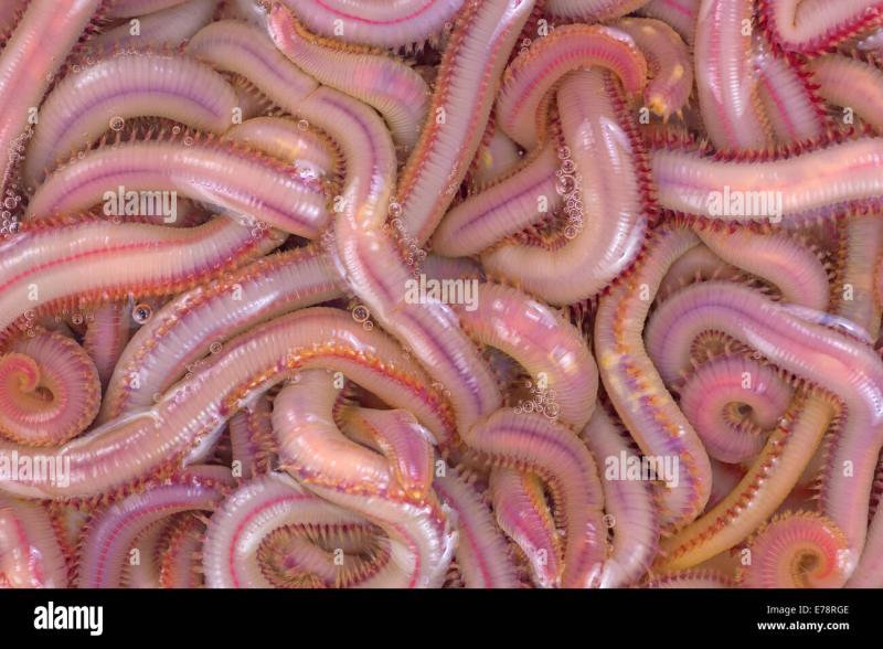 Do These Gulp Bloodworms Work: How To Catch More Fish Using Bloodworms For Bait