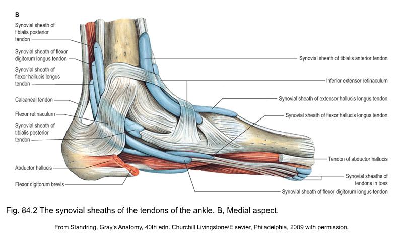 Do You Suffer From Achilles Tendon Pain. Check Out These Top Copper-Infused Ankle Supports