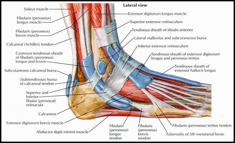 Do You Suffer From Achilles Tendon Pain. Check Out These Top Copper-Infused Ankle Supports
