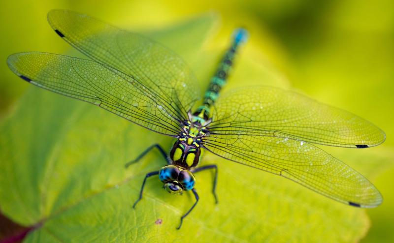 Dragonfly & Epoch Dragonfly Shafts: How These Defense Poles Set Themselves Apart