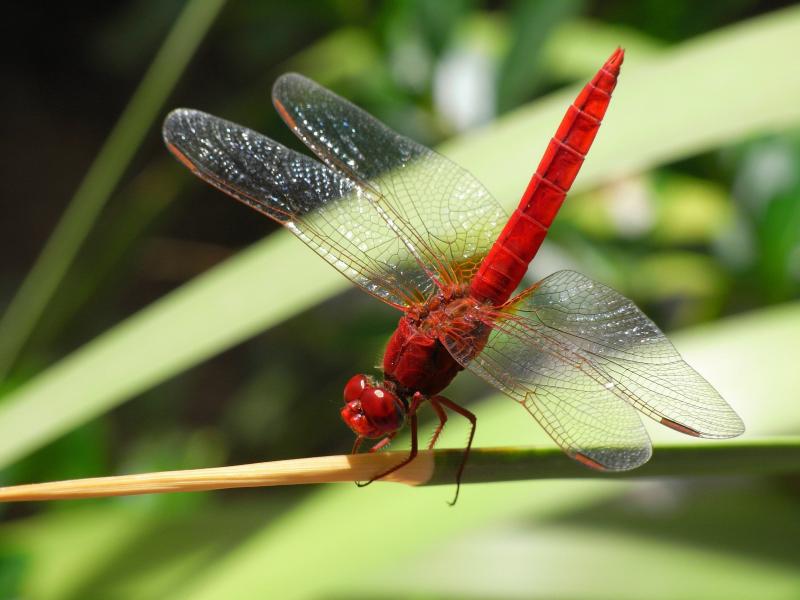 Dragonfly & Epoch Dragonfly Shafts: How These Defense Poles Set Themselves Apart