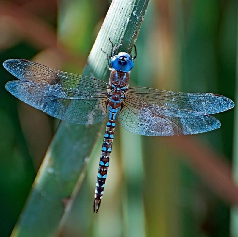 Dragonfly & Epoch Dragonfly Shafts: How These Defense Poles Set Themselves Apart