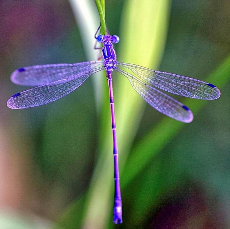 Dragonfly & Epoch Dragonfly Shafts: How These Defense Poles Set Themselves Apart