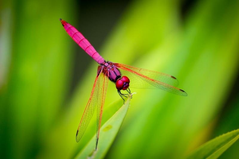 Dragonfly & Epoch Dragonfly Shafts: How These Defense Poles Set Themselves Apart