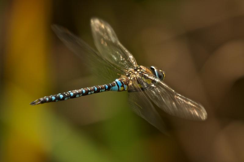 Dragonfly & Epoch Dragonfly Shafts: How These Defense Poles Set Themselves Apart