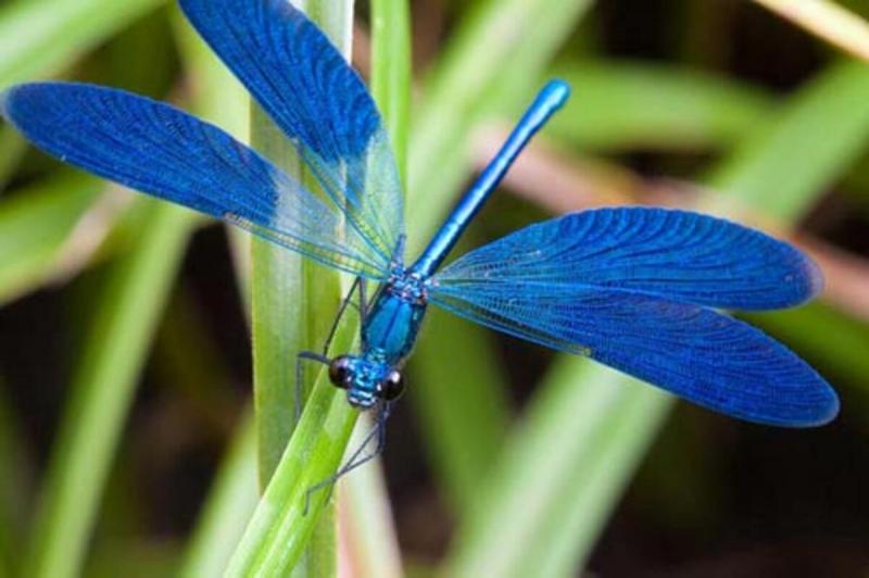 Dragonfly & Epoch Dragonfly Shafts: How These Defense Poles Set Themselves Apart