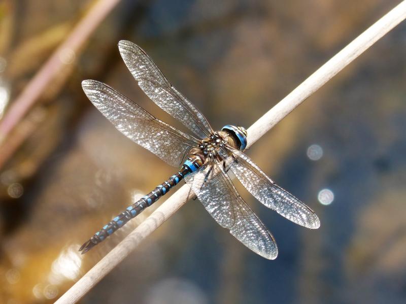 Dragonfly & Epoch Dragonfly Shafts: How These Defense Poles Set Themselves Apart