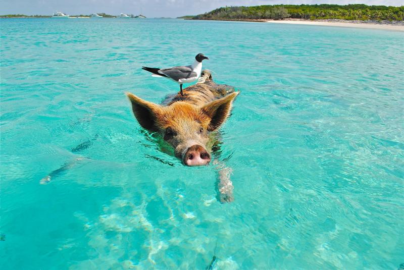 Escape to Paradise This Year: Discover the Top 15 Reasons the Bahamas Should Be Your Next Vacation