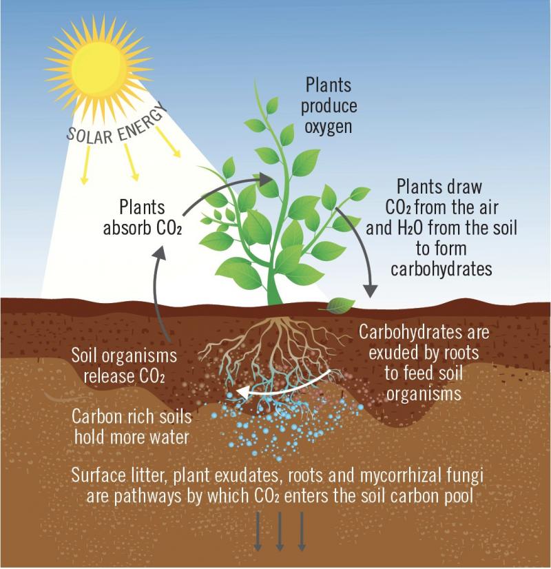 Explore the Benefits of Solar Powered Thermometers for Your Garden: Discover How To Monitor Temperatures and Protect Your Plants