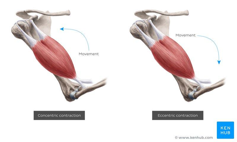 Feeling Sore Muscles After Workouts. How The Theragun Elite Relieves Muscle Tension And Pain