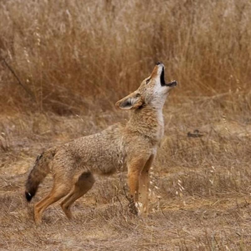 Find The Best Coyote Howler Decoy This Year