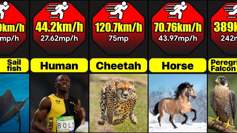 How Fast Are Brooks Running Shoes Compared to Cheetahs: Read This to Discover Which Is Swifter