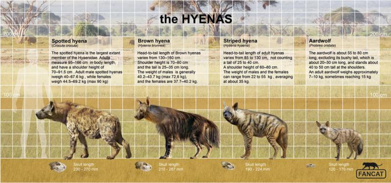 How Fast Are Brooks Running Shoes Compared to Cheetahs: Read This to Discover Which Is Swifter