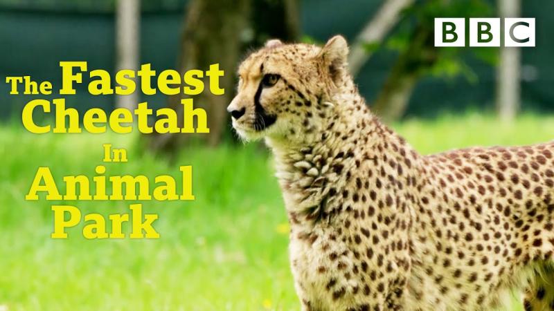 How Fast Are Brooks Running Shoes Compared to Cheetahs: Read This to Discover Which Is Swifter