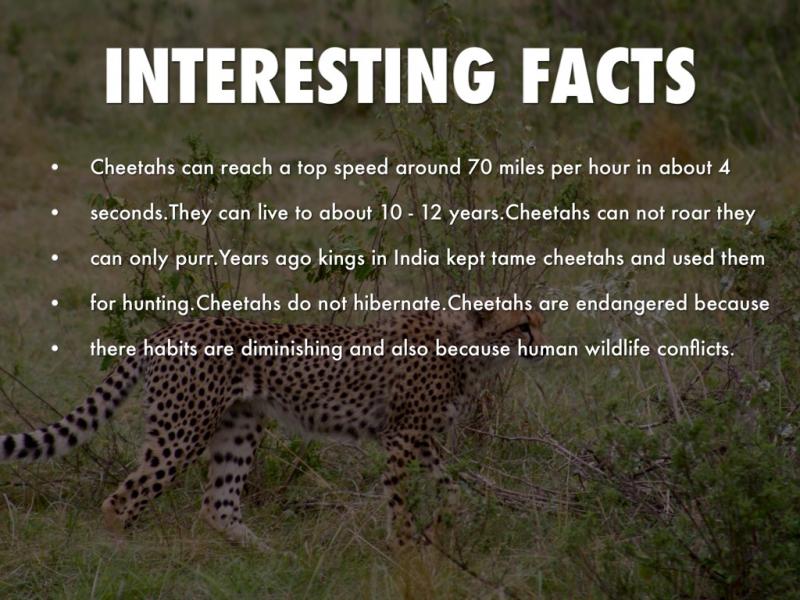 How Fast Are Brooks Running Shoes Compared to Cheetahs: Read This to Discover Which Is Swifter