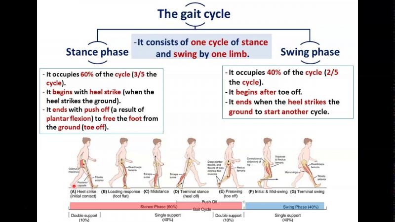 How Your Walk Reveals Health: 15 Surprising Facts About Gait Torque