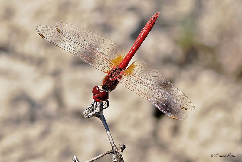 Identifying Dragonflies with the Epoch Dragonfly ID Shaft