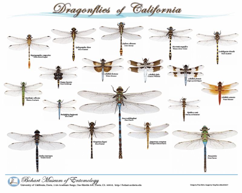 Identifying Dragonflies with the Epoch Dragonfly ID Shaft