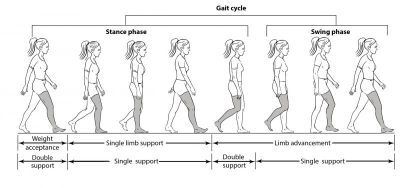 Improve Your Gait: How Adjusting Torque Reduces Head Wobble And Fall Risk