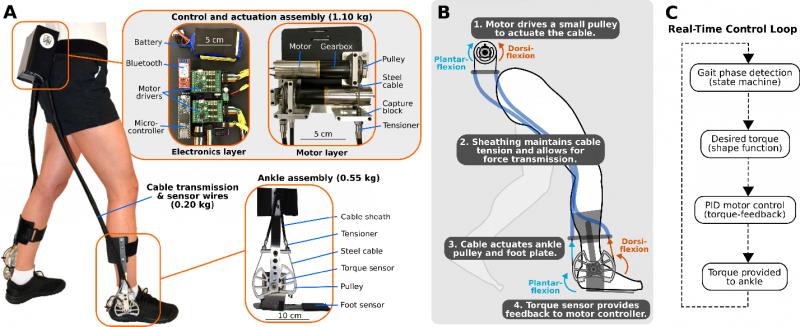 Improve Your Gait: How Adjusting Torque Reduces Head Wobble And Fall Risk
