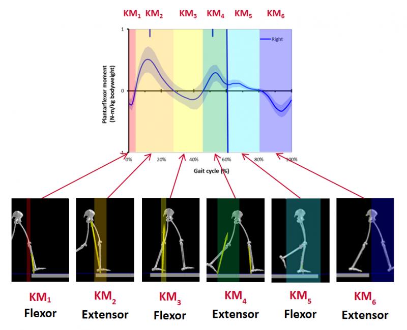 Improve Your Gait: How Adjusting Torque Reduces Head Wobble And Fall Risk