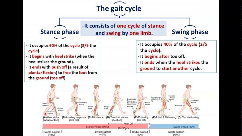 Improve Your Gait: How Adjusting Torque Reduces Head Wobble And Fall Risk