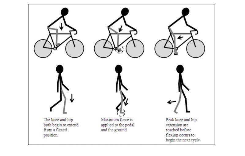 Improve Your Gait: How Adjusting Torque Reduces Head Wobble And Fall Risk