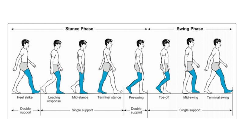 Improving Walking Efficiency and Reducing Injury Risk with Gait Torque Optimization