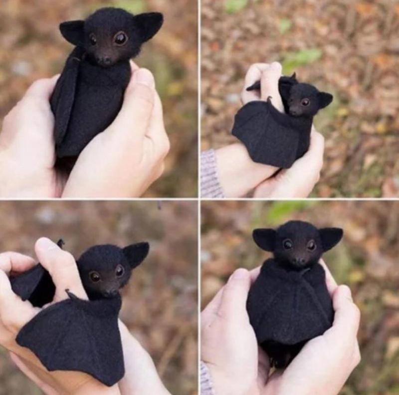 Is This Bat Too Much For A Tiny Cat: The Epic Saga Of Marucci
