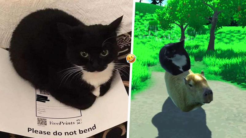 Is This Bat Too Much For A Tiny Cat: The Epic Saga Of Marucci
