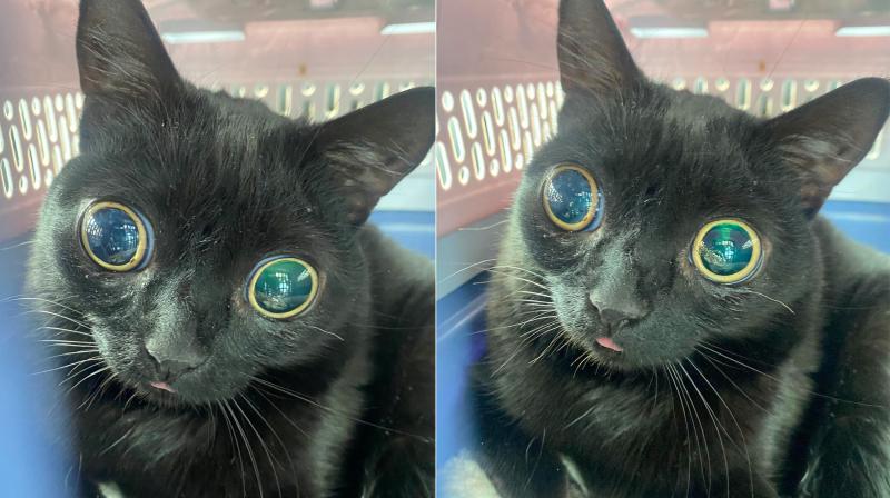 Is This Bat Too Much For A Tiny Cat: The Epic Saga Of Marucci
