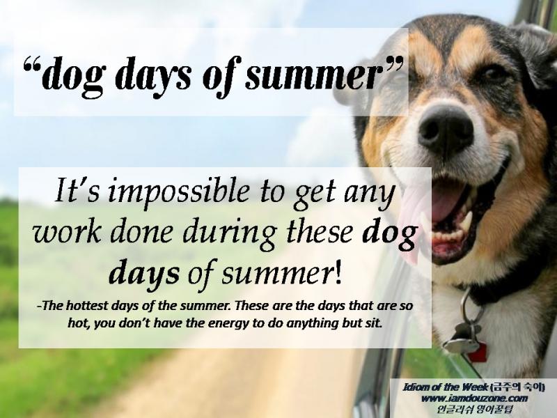 Is Your Dog Eating Right This Summer. The Top Lacrosse Monkey Summer Dog Nutrition Tips You Need