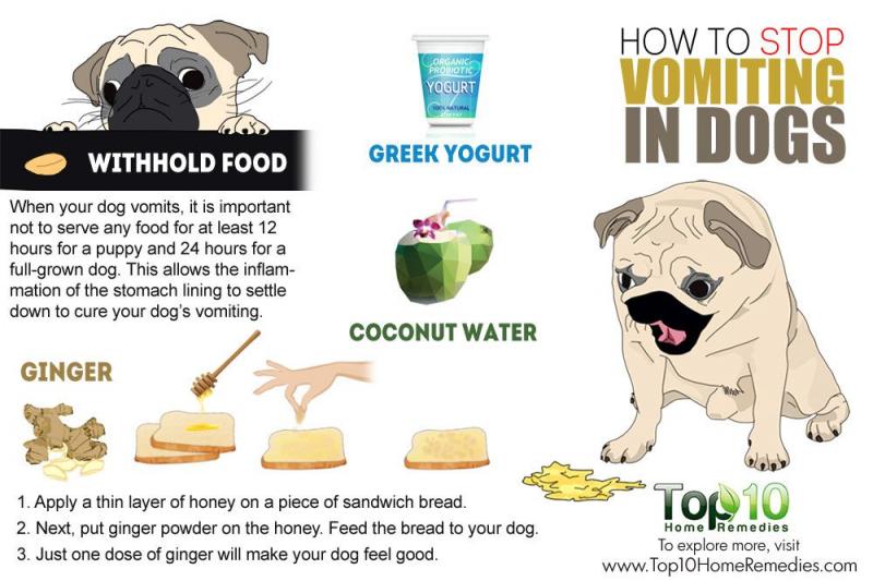 Is Your Dog Eating Right This Summer. The Top Lacrosse Monkey Summer Dog Nutrition Tips You Need