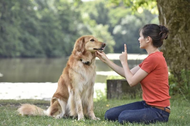 Is Your Dog Ready for the Big City Life: How to Help Your Pup Thrive in LA