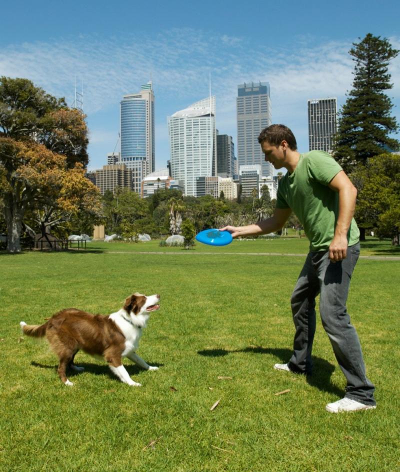 Is Your Dog Ready for the Big City Life: How to Help Your Pup Thrive in LA