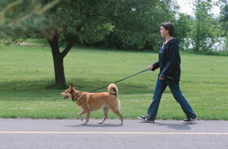 Is Your Dog Ready for the Big City Life: How to Help Your Pup Thrive in LA