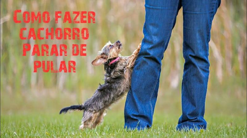 Is Your Dog Ready for the Big City Life: How to Help Your Pup Thrive in LA