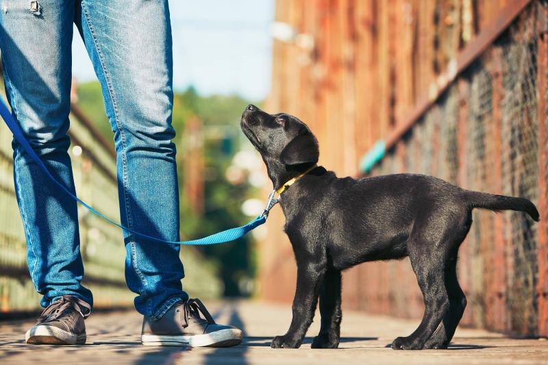 Is Your Dog’s Leash Holding Them Back: Discover How To Unleash Freedom For Your Furry Friend