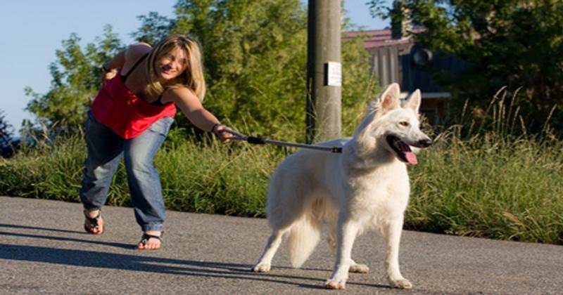 Is Your Dog’s Leash Holding Them Back: Discover How To Unleash Freedom For Your Furry Friend