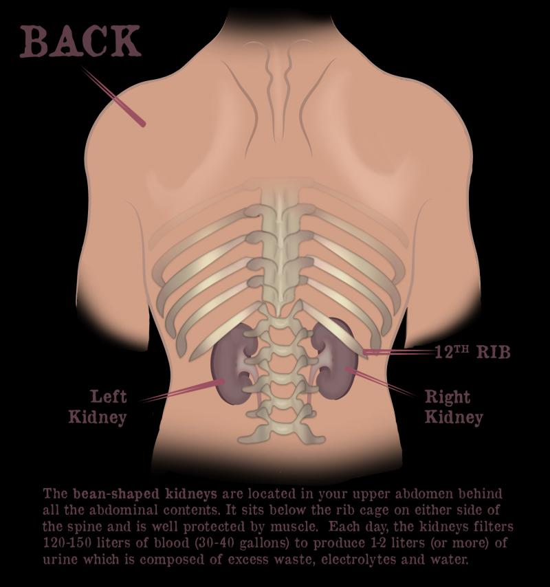 Kidney Pads Lacrosse: Are You Properly Protecting Your Ribs & Organs During Play
