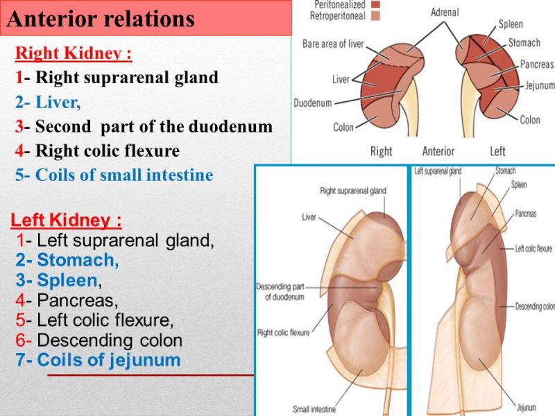 Kidney Pads Lacrosse: Are You Properly Protecting Your Ribs & Organs During Play