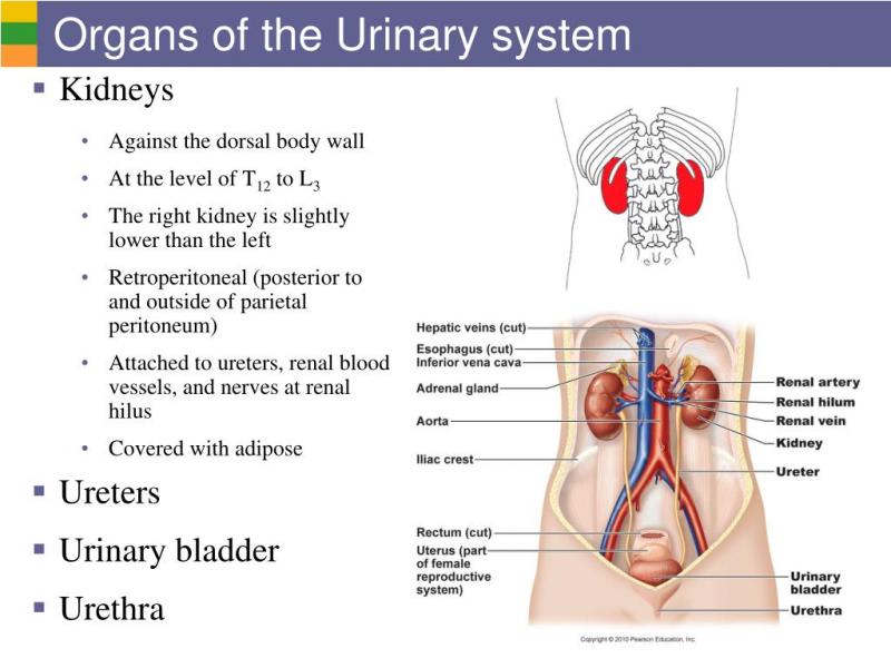 Kidney Pads Lacrosse: Are You Properly Protecting Your Ribs & Organs During Play