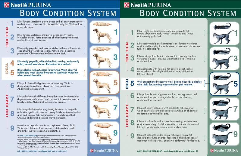 Kidney Pads Lacrosse: Are You Properly Protecting Your Ribs & Organs During Play