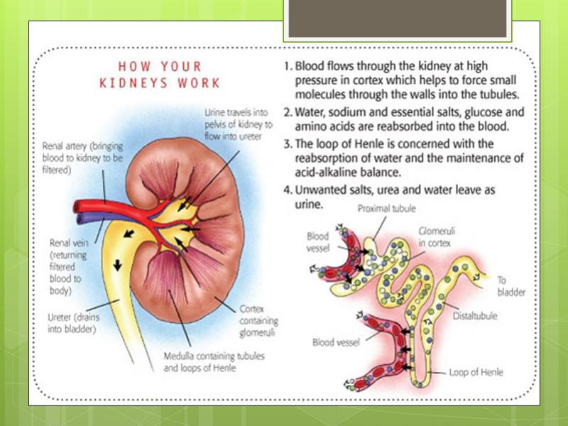 Kidney Pads Lacrosse: Are You Properly Protecting Your Ribs & Organs During Play