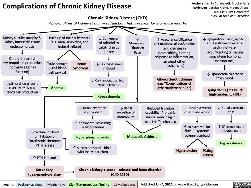 Kidney Protection in Box Lacrosse: Why Every Player Needs Proper Gear