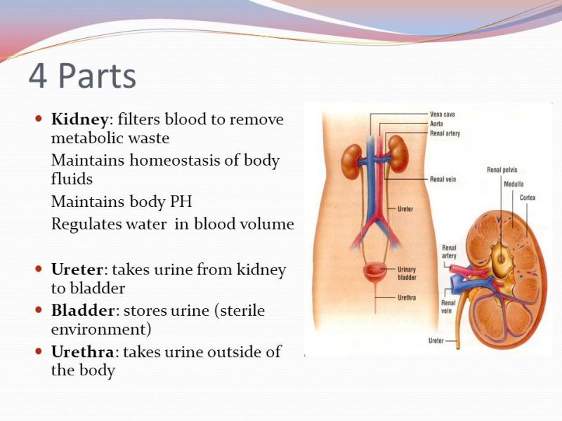 Kidney Protector Lacrosse: Are You Missing This Key Gear for Exhilarating Gameplay