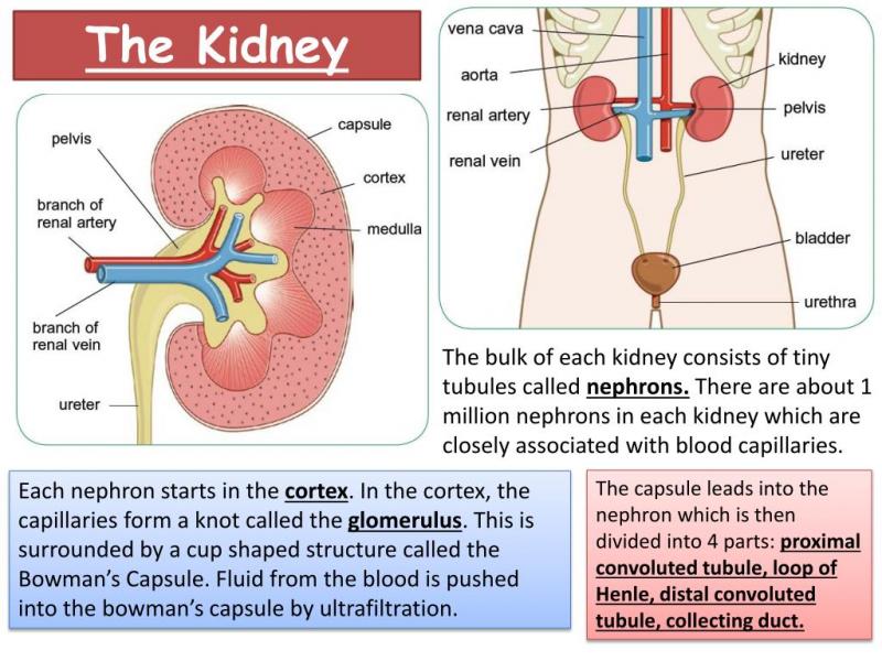 Kidney Protector Lacrosse: Are You Missing This Key Gear for Exhilarating Gameplay