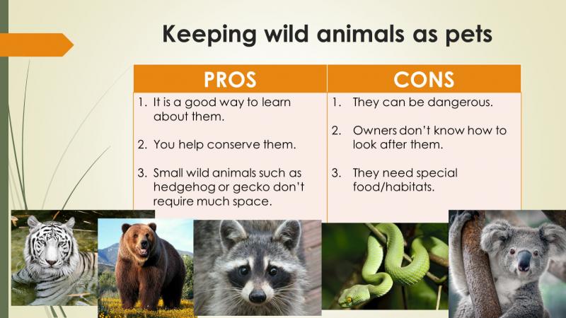 Lacrosse Pet Lovers: How To Care For Local Wildlife This Season