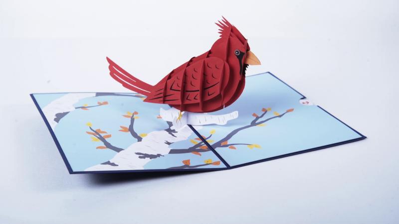 Looking for a Cardinals Canopy. Discover the Top 15 Features of a Cardinals Pop Up Canopy