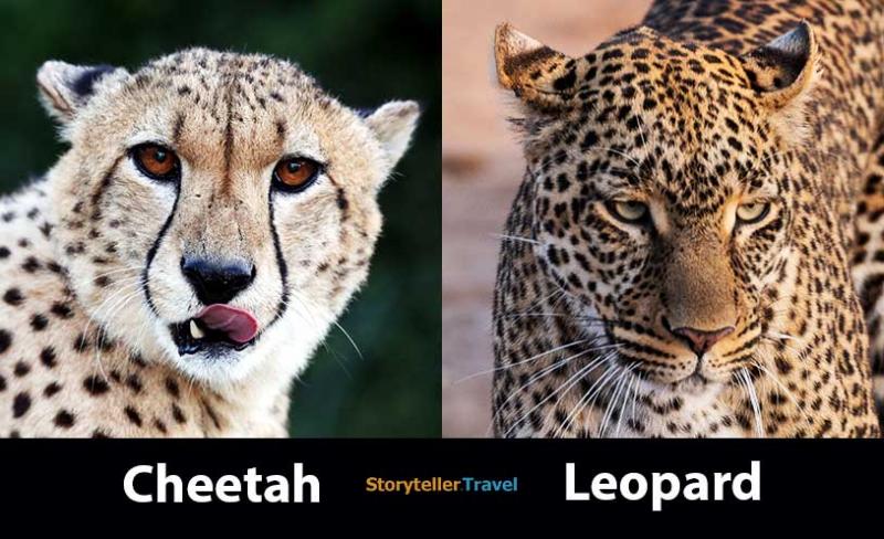 Looking For A Fun New Sweatshirt This Season. Find Out Where To Get The Coolest Cheetah And Leopard Print Champion Hoodies